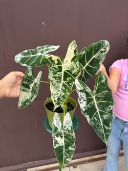 6” variegated alocasia frydek