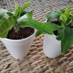 Corona De Cristo $2 Cada Una 