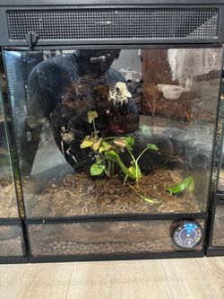 Glass Reptile Terrarium with Enclosure Setup