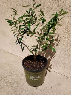 Dwarf Olive