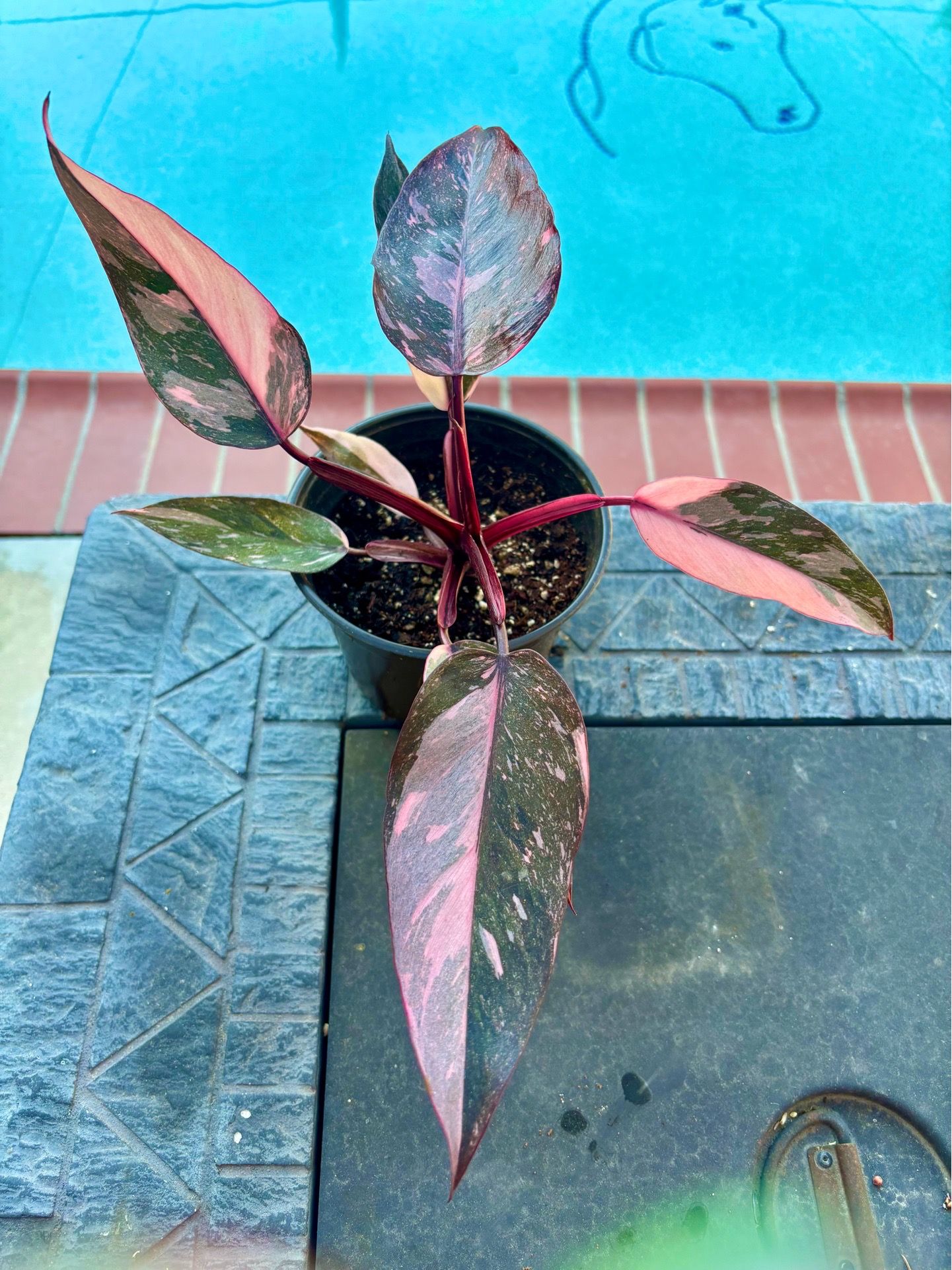 Pink princess galaxy Philodendron 6” pot