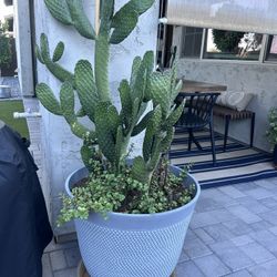 Pot With Plants 