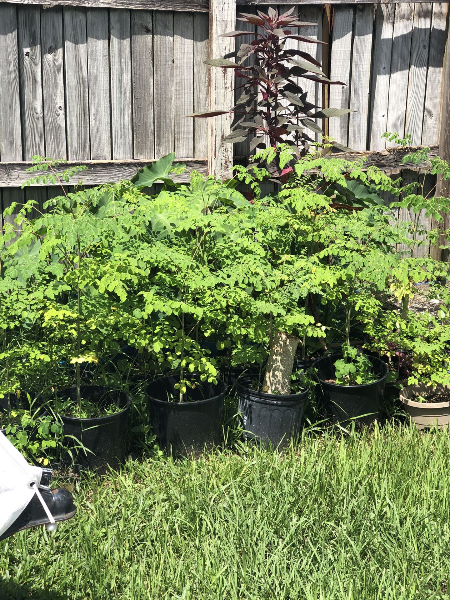 Moringa 10-15 inch Tall