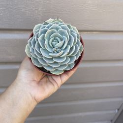 4” Succulent