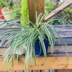 Live indoor Spider plant in a ceramic planter pot—firm price
