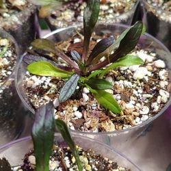 Chocolate Ground Cover Starter Plants 