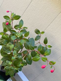 Upright  hardy fuchsia perennial plant, attracts butterflies.