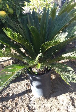 Palms