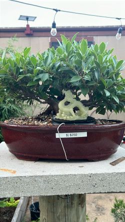 Junípero, bonsai