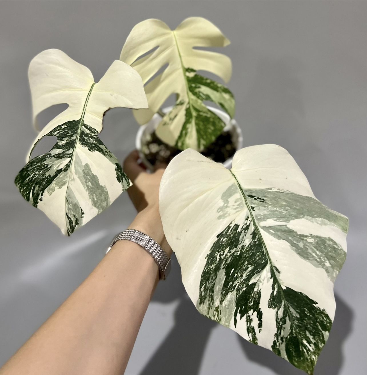 Monstera Albo Variegated