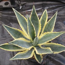 Desert Landscaping PLANTS and TREES | Starting at