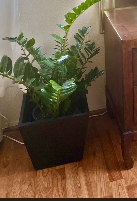 ZZ Plant In Black Container