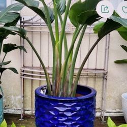 Beautiful White Bird Paradise Plants 