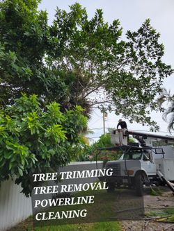 TREES!! BEST PRICES!