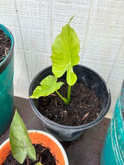 Elephant Ear plant
