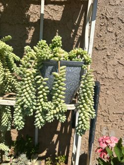 Planta
