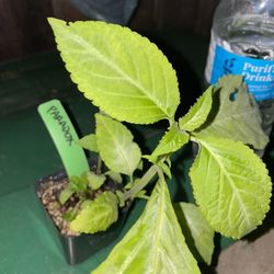 Paradox Salvia Divinorum Plant - Sage of the Diviners  - Yerba de la pastora - Hierba de los dioses - ska maria planta aztec azteca maya oaxaca