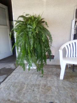 Large Boston Fern in White Planter