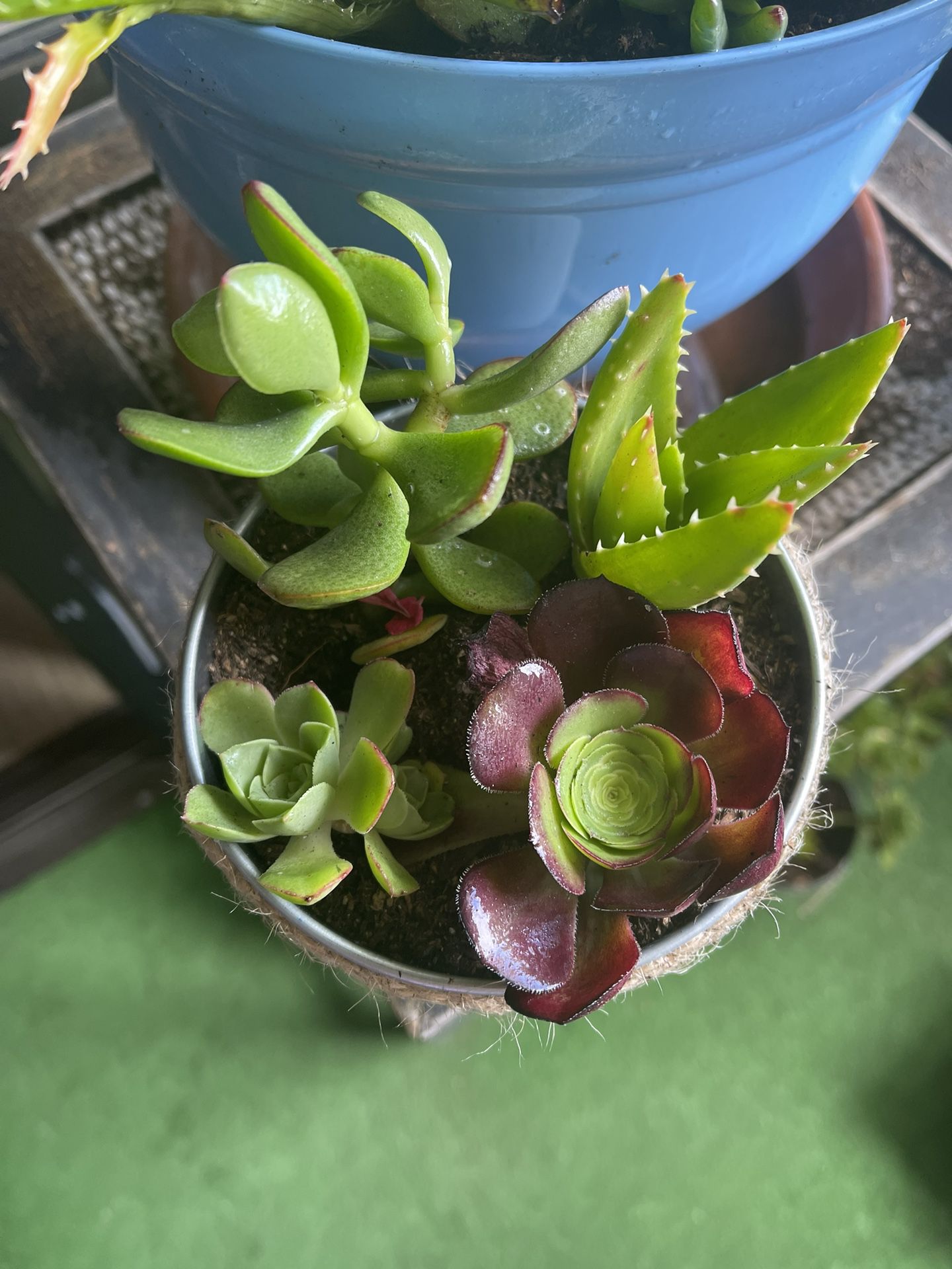 Cute Pot Of Succulents 