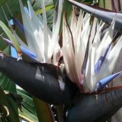 Plantas De Ave Del Paraíso Color Blanca En Botes De Quince Galones Las Plantas Están Muy Grandes $55