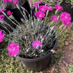 Dwarf dianthus plants Locally Grown 