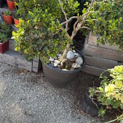 Plantas