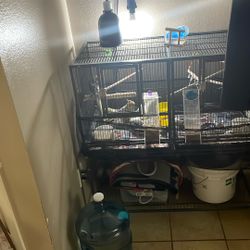 Birds Cage