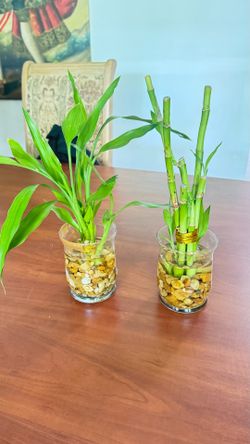 Small Lucky Bamboo