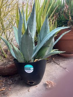 Agave Americana Blue Live Plant – Century Plant