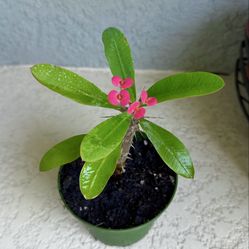 Small  flower  crown of  thorns plant