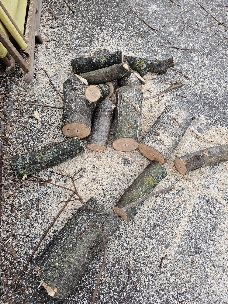 Firewood Tree Cut Piece