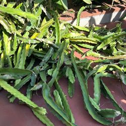 Dragon Fruit Cactus Clippings