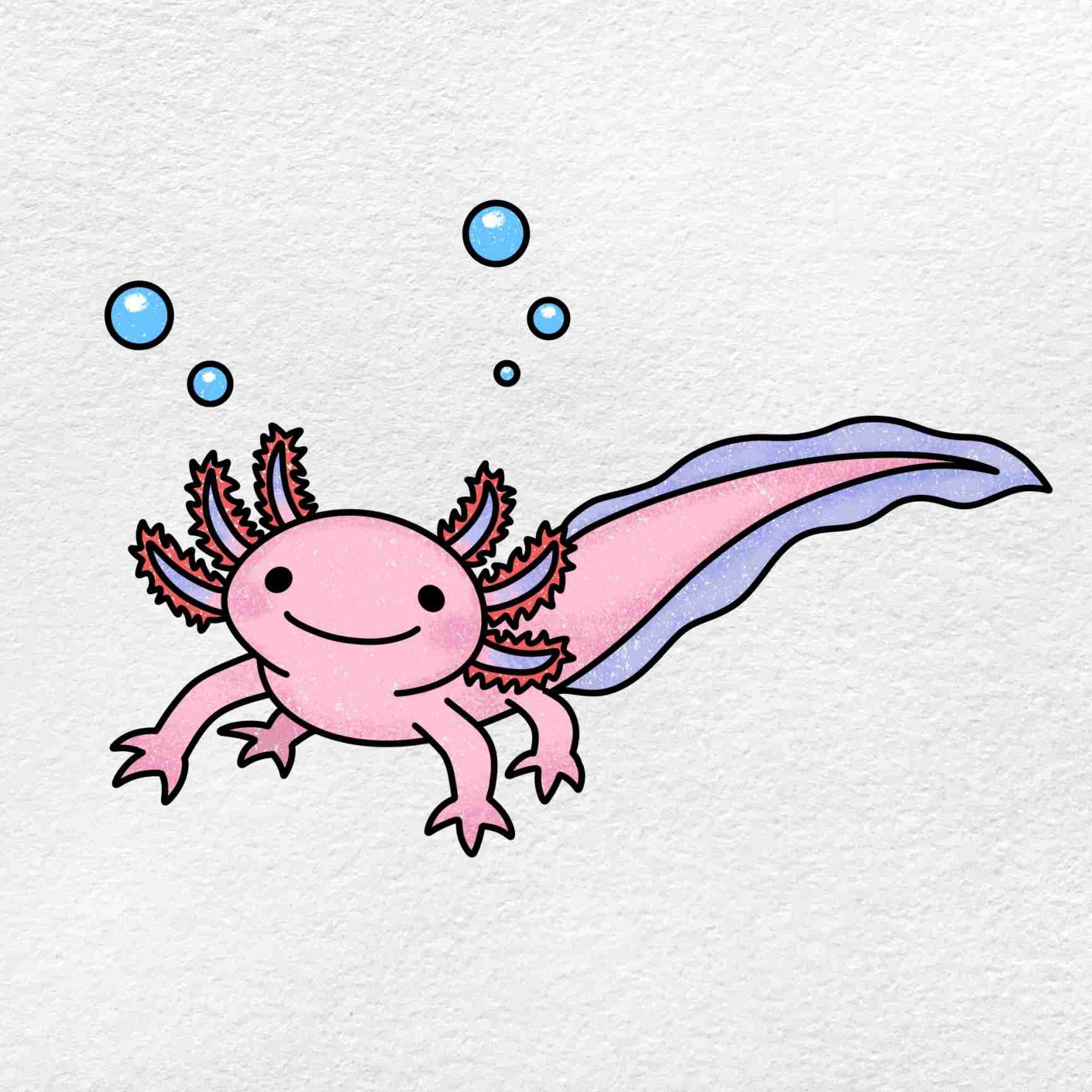 Axolotl