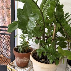 Z Z lucky plants
