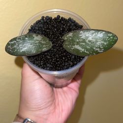 Hoya Sigillatis Round Form ( A )