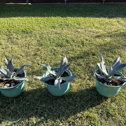 Maguey Plants $40 each