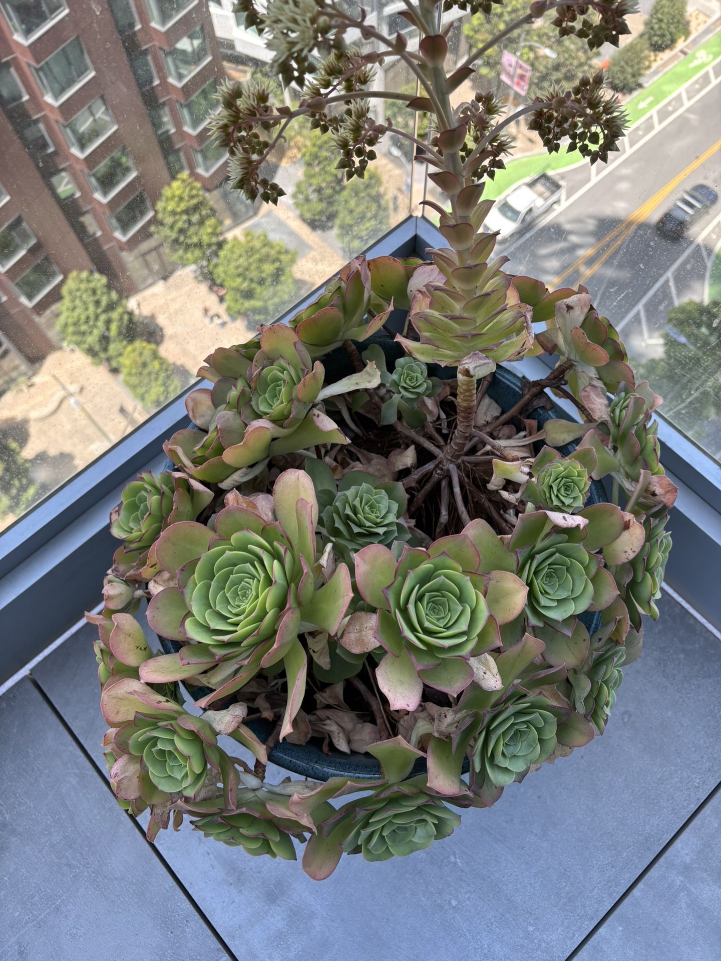 Succulent Plant