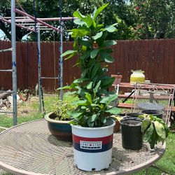 Plants