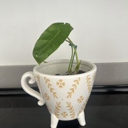 Coffee Pot Plant