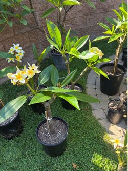 2 gallon Celadine Plumeria with blooms