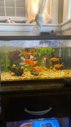 Fish Tank and Fish