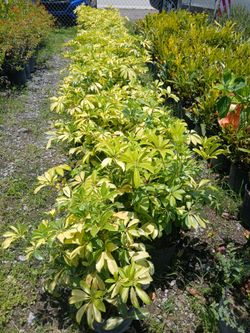 Privacy Hedges from $6.00🌱