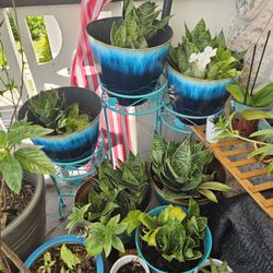 Plants- Aloe And Snake Plants