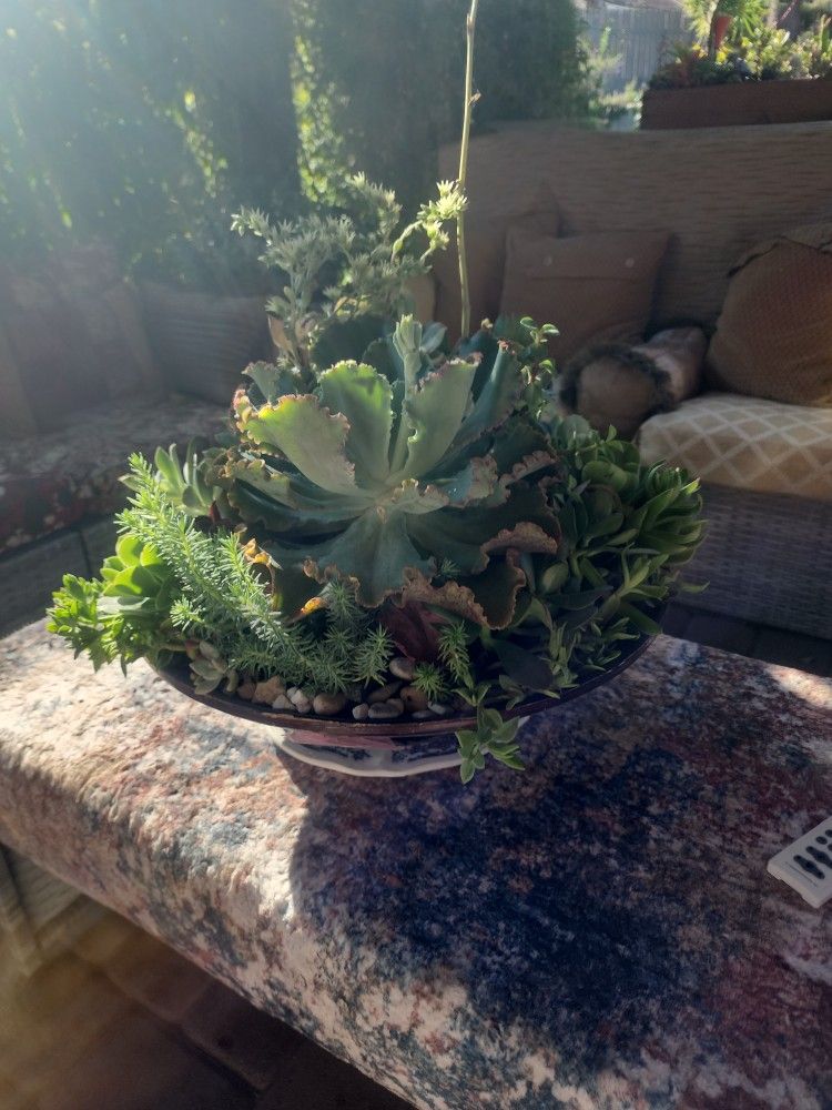 Succulents