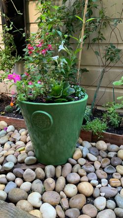 Assorted Flowers w/Flower Pot