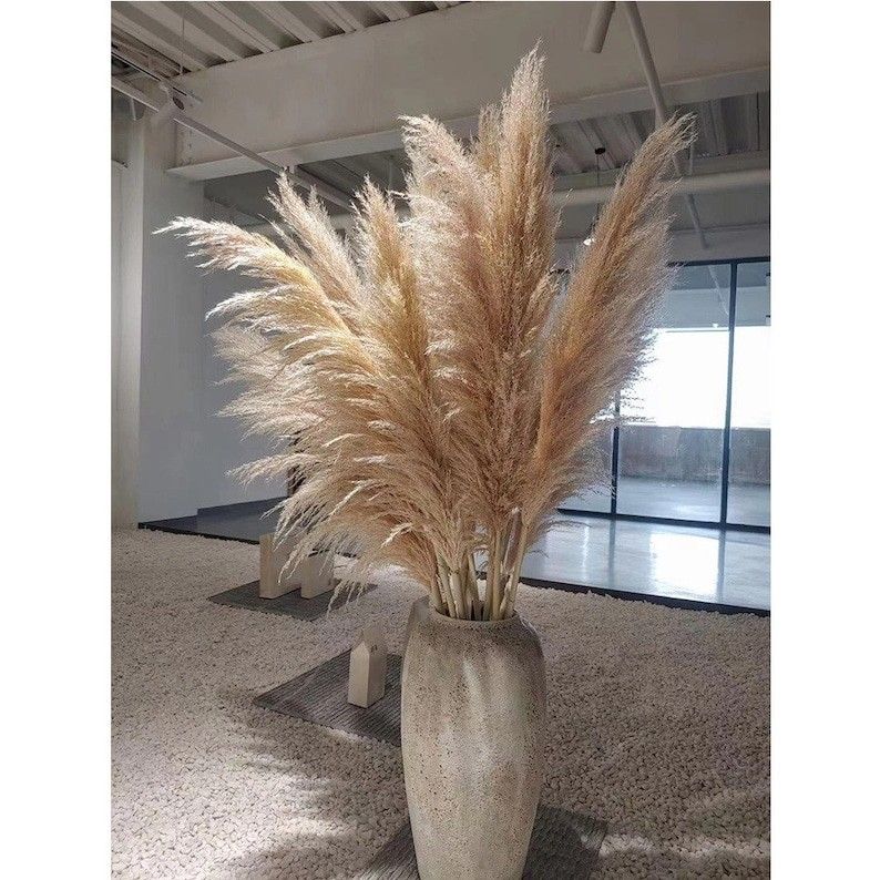 Pampas Grass