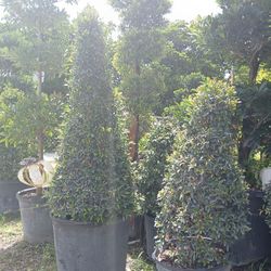 Cone Shaped Eugenia Topiary On Sale Starting At $55