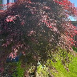 Japanese Maple Tree