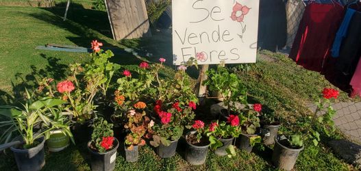 Flowers And Plants