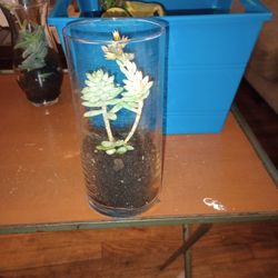 Succulent In Glass Vase